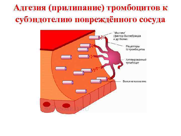 Адгезия (прилипание) тромбоцитов к субэндотелию повреждённого сосуда 