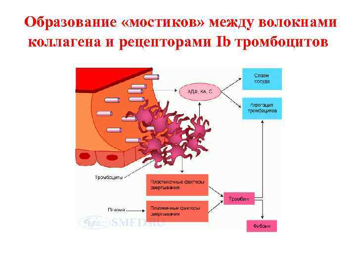 Образование «мостиков» между волокнами коллагена и рецепторами Ib тромбоцитов 