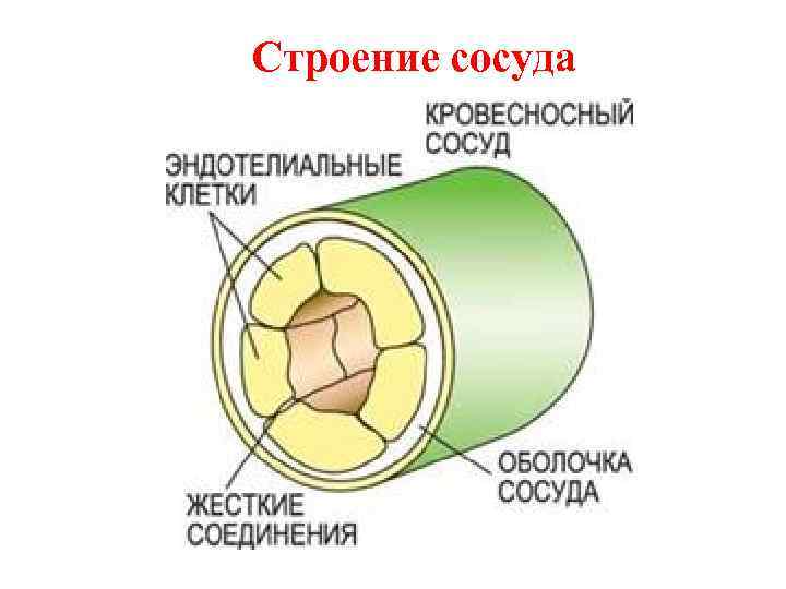 Строение сосуда 