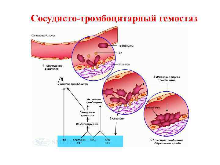 Сосудисто-тромбоцитарный гемостаз /# 