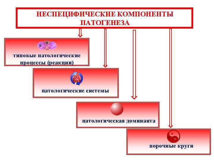 НЕСПЕЦИФИЧЕСКИЕ КОМПОНЕНТЫ ПАТОГЕНЕЗА типовые патологические процессы (реакции) патологические системы патологическая доминанта порочные круги 