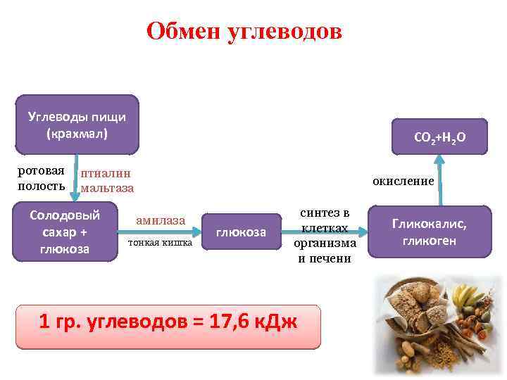 Обмен углеводов Углеводы пищи (крахмал) ротовая полость CO 2+H 2 O птиалин мальтаза Солодовый