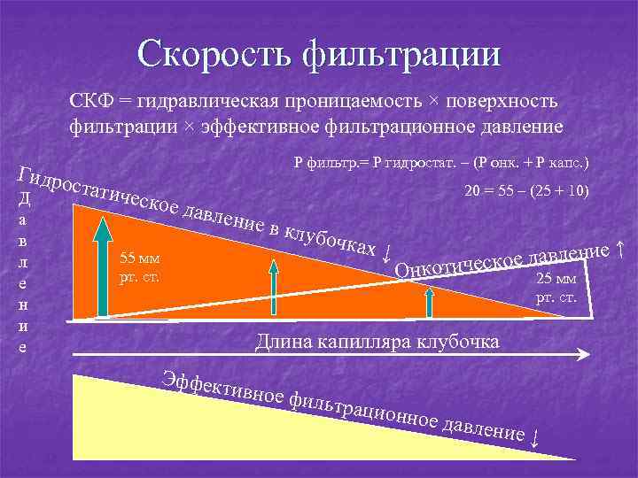 Скорость фильтрации СКФ = гидравлическая проницаемость × поверхность фильтрации × эффективное фильтрационное давление P