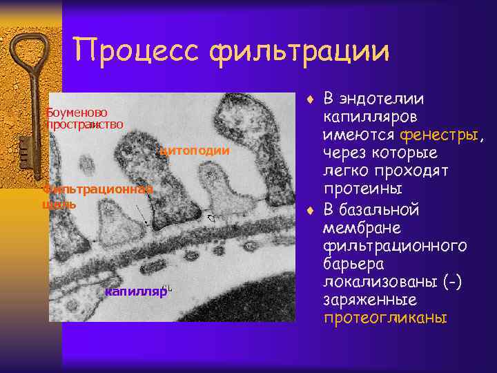 Процесс фильтрации ¨ В эндотелии Боуменово пространство цитоподии Фильтрационная щель капилляров имеются фенестры, через