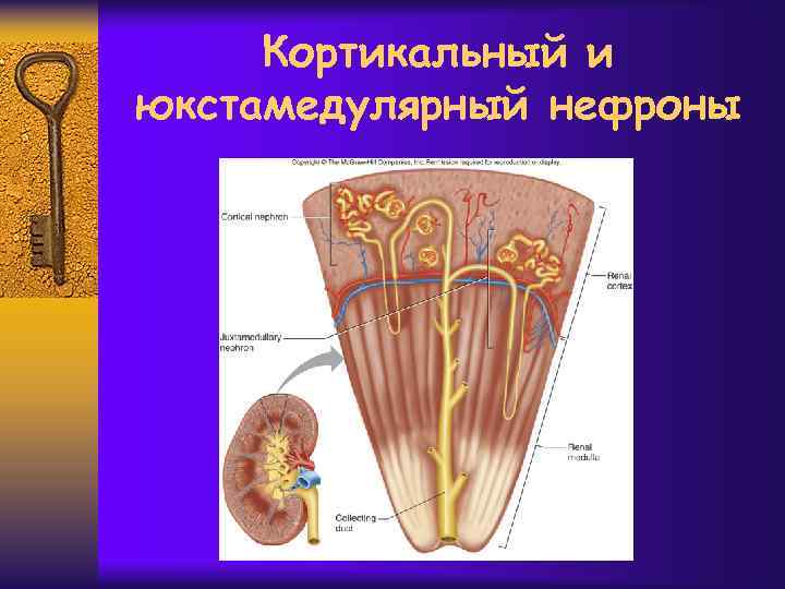 Кортикальный и юкстамедулярный нефроны 