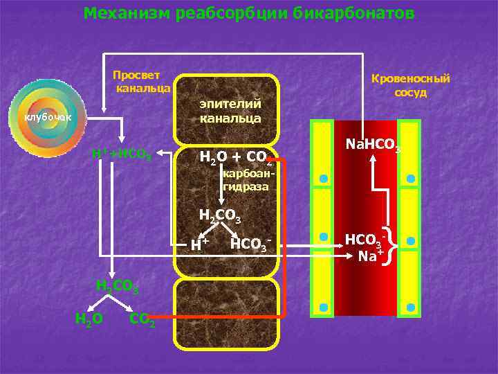Механизм реабсорбции бикарбонатов Просвет канальца эпителий канальца клубочек Н++HCO 3 H 2 O +