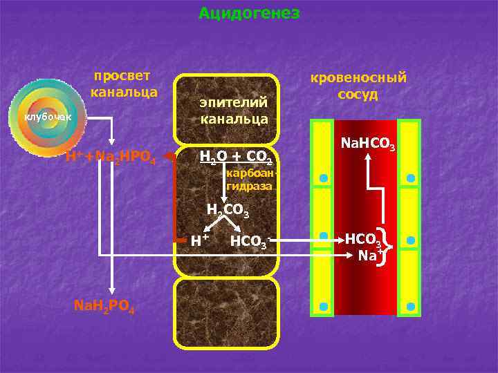 Ацидогенез просвет канальца клубочек Н++Na 2 HPO 4 эпителий канальца H 2 O +