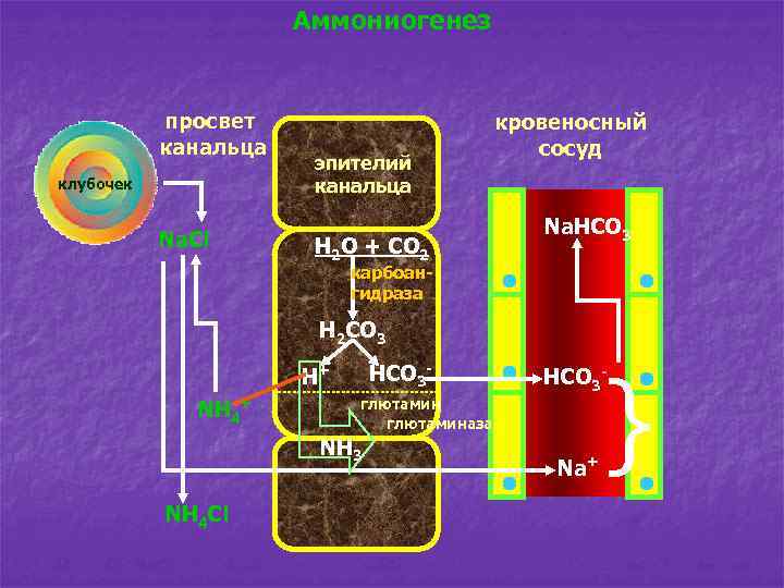 Аммониогенез просвет канальца клубочек Na. Cl эпителий канальца H 2 O + CO 2