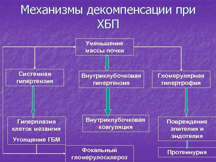 Механизмы декомпенсации при ХБП Уменьшение массы почки Системная гипертензия Гиперплазия клеток мезангия Внутриклубочковая гипертензия