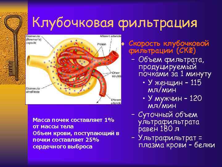 Клубочковая фильтрация ¨ Скорость клубочковой Масса почек составляет 1% от массы тела Объем крови,