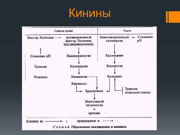 Кинины 