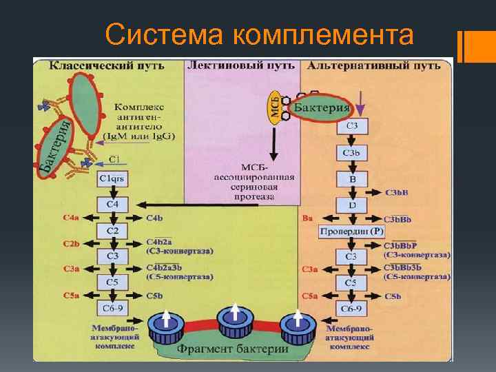 Система комплемента 