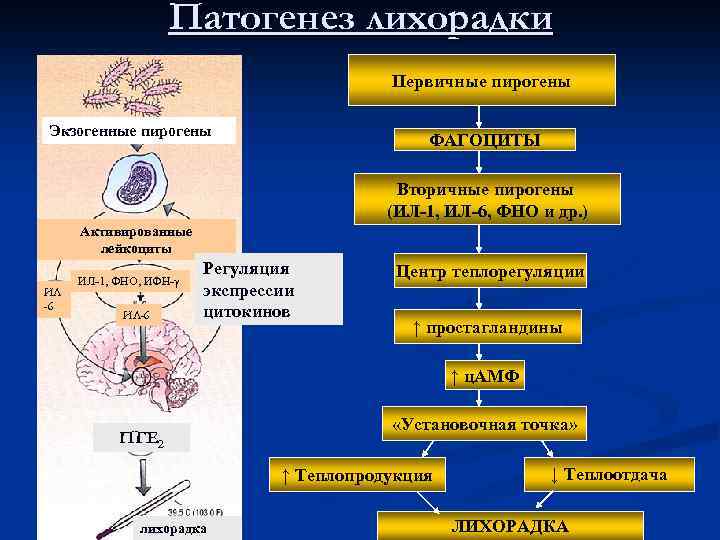 Патогенез лихорадки Первичные пирогены Экзогенные пирогены ФАГОЦИТЫ Вторичные пирогены (ИЛ-1, ИЛ-6, ФНО и др.