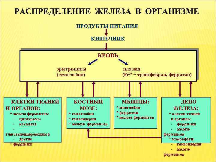 РАСПРЕДЕЛЕНИЕ ЖЕЛЕЗА В ОРГАНИЗМЕ ПРОДУКТЫ ПИТАНИЯ КИШЕЧНИК КРОВЬ эритроциты плазма (гемоглобин) (Fe 3+ +