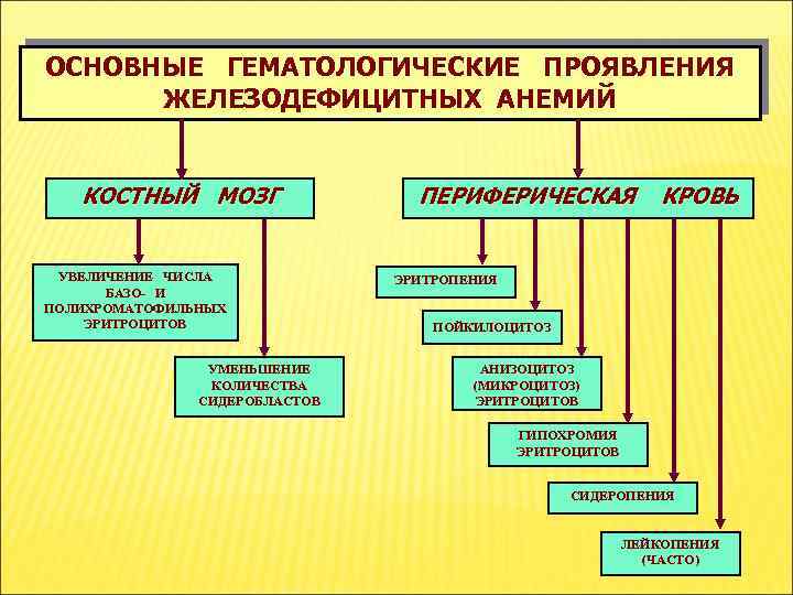 ОСНОВНЫЕ ГЕМАТОЛОГИЧЕСКИЕ ПРОЯВЛЕНИЯ ЖЕЛЕЗОДЕФИЦИТНЫХ АНЕМИЙ КОСТНЫЙ МОЗГ УВЕЛИЧЕНИЕ ЧИСЛА БАЗО- И ПОЛИХРОМАТОФИЛЬНЫХ ЭРИТРОЦИТОВ УМЕНЬШЕНИЕ