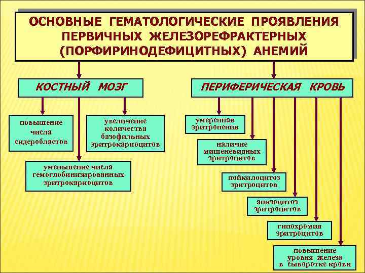 ОСНОВНЫЕ ГЕМАТОЛОГИЧЕСКИЕ ПРОЯВЛЕНИЯ ПЕРВИЧНЫХ ЖЕЛЕЗОРЕФРАКТЕРНЫХ (ПОРФИРИНОДЕФИЦИТНЫХ) АНЕМИЙ КОСТНЫЙ МОЗГ повышение числа сидеробластов увеличение количества