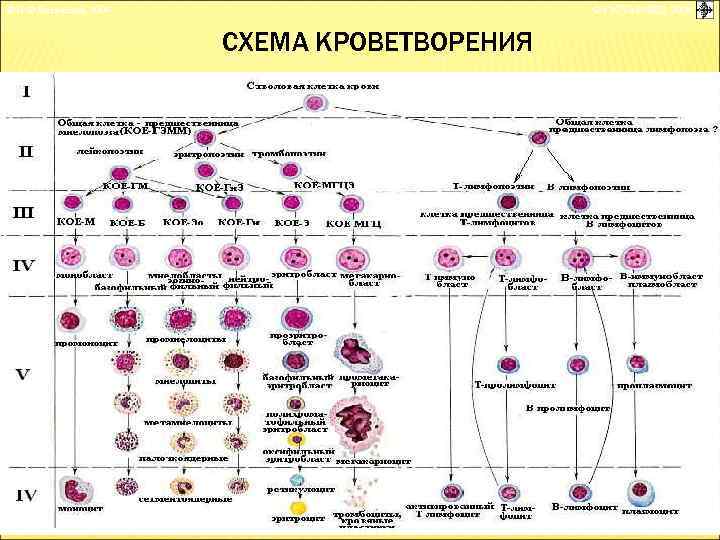 Схема кроветворения патофизиология