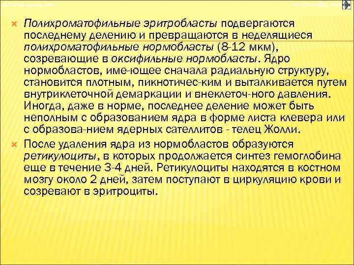 © П. Ф. Литвицкий, 2004 © ГЭОТАР-МЕД, 2004 Полихроматофильные эритробласты подвергаются последнему делению и