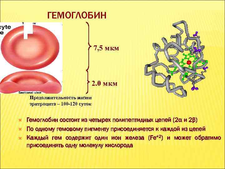 Гемоглобин это. Диаметр гемоглобина. Гемоглобин взрослого человека состоит из. Гемоглобин 120. Образование гемоглобина в организме.