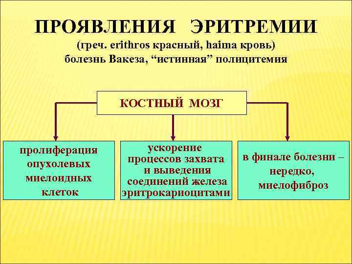 ПРОЯВЛЕНИЯ ЭРИТРЕМИИ (греч. erithros красный, haima кровь) болезнь Вакеза, “истинная” полицитемия КОСТНЫЙ МОЗГ пролиферация