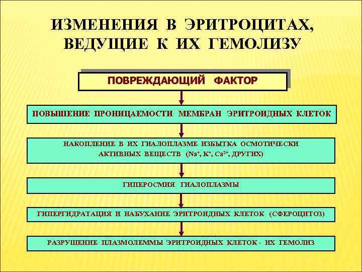 ИЗМЕНЕНИЯ В ЭРИТРОЦИТАХ, ВЕДУЩИЕ К ИХ ГЕМОЛИЗУ ПОВРЕЖДАЮЩИЙ ФАКТОР ПОВЫШЕНИЕ ПРОНИЦАЕМОСТИ МЕМБРАН ЭРИТРОИДНЫХ КЛЕТОК
