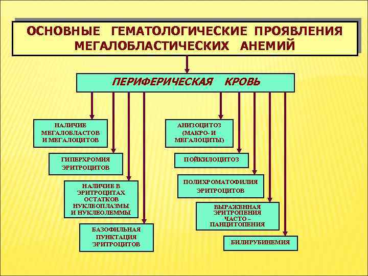 ОСНОВНЫЕ ГЕМАТОЛОГИЧЕСКИЕ ПРОЯВЛЕНИЯ МЕГАЛОБЛАСТИЧЕСКИХ АНЕМИЙ ПЕРИФЕРИЧЕСКАЯ НАЛИЧИЕ МЕГАЛОБЛАСТОВ И МЕГАЛОЦИТОВ ГИПЕРХРОМИЯ ЭРИТРОЦИТОВ НАЛИЧИЕ В
