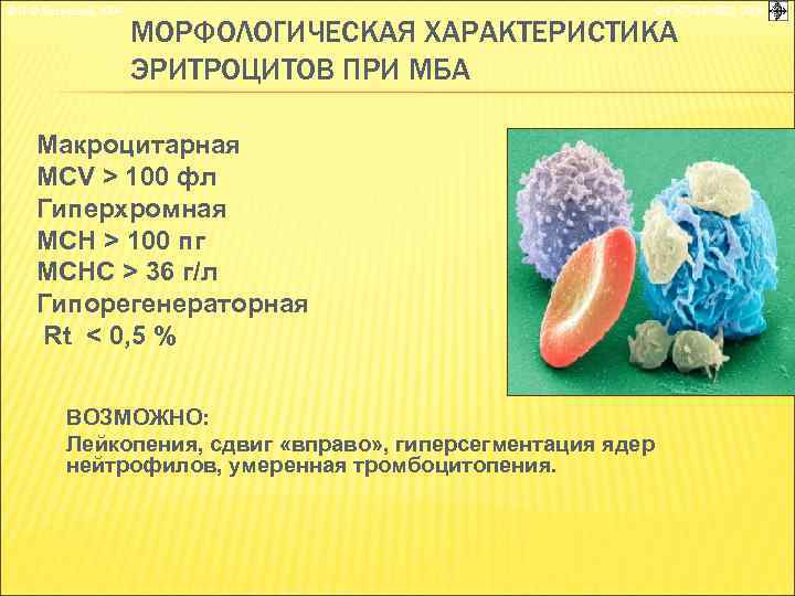 © П. Ф. Литвицкий, 2004 © ГЭОТАР-МЕД, 2004 МОРФОЛОГИЧЕСКАЯ ХАРАКТЕРИСТИКА ЭРИТРОЦИТОВ ПРИ МБА Макроцитарная