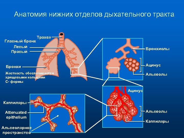 Усиление и обогащение сосудисто бронхиального рисунка