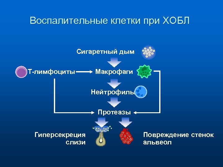 Воспалительные клетки при ХОБЛ Сигаретный дым T-лимфоциты Макрофаги Нейтрофилыl Протеазы Гиперсекреция слизи Повреждение стенок