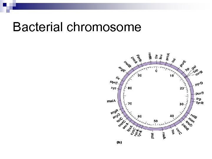 Bacterial chromosome 