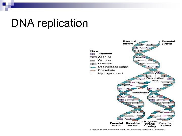 DNA replication 