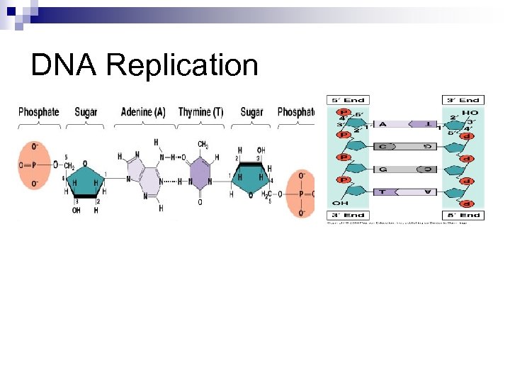 DNA Replication 