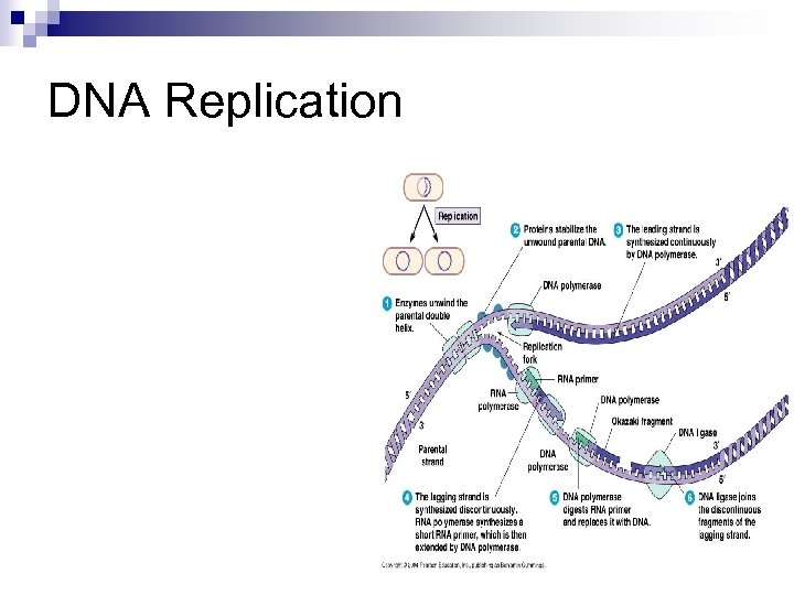 DNA Replication 