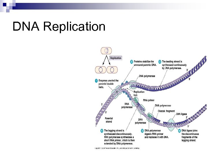 DNA Replication 