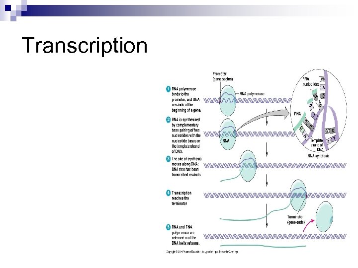 Transcription 