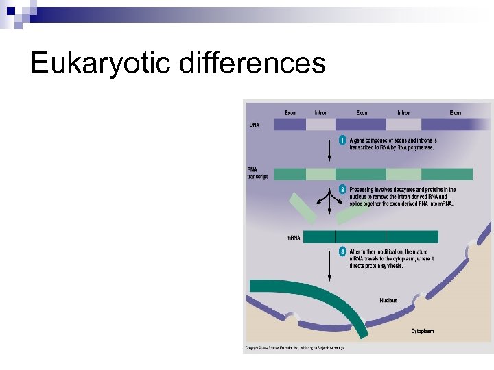 Eukaryotic differences 