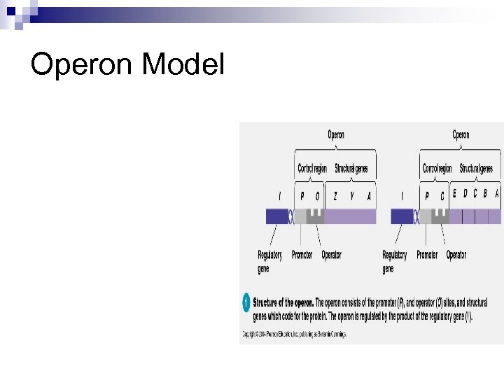 Operon Model 