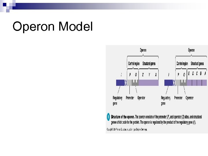 Operon Model 