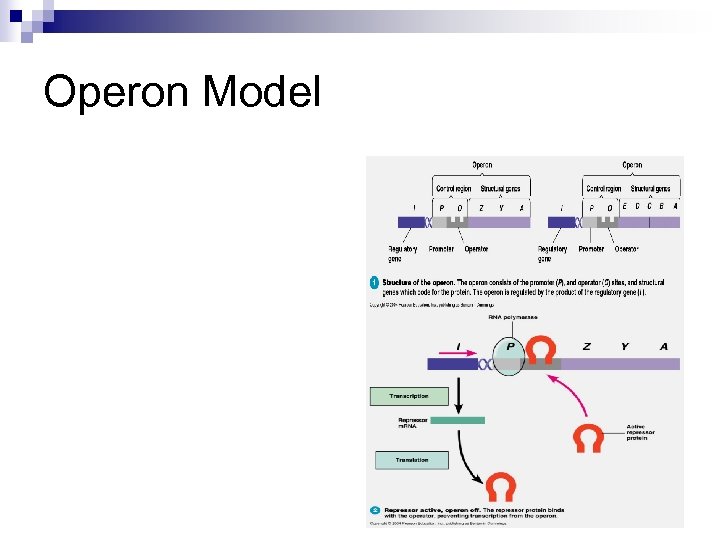 Operon Model 