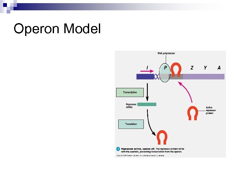 Operon Model 