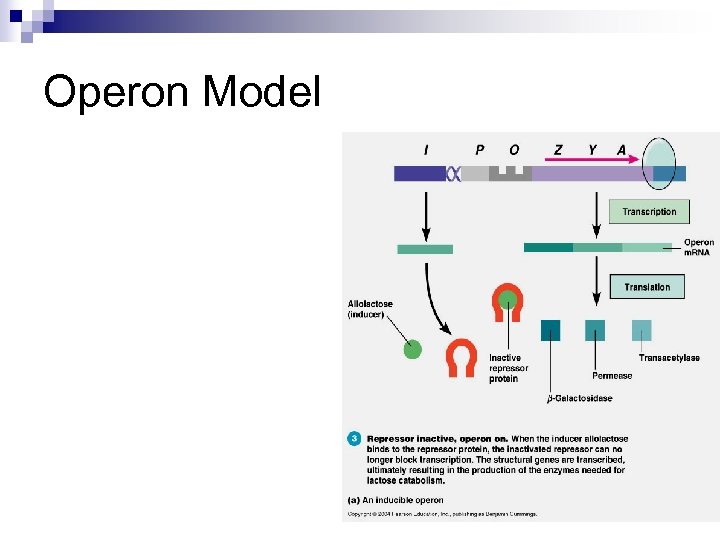 Operon Model 