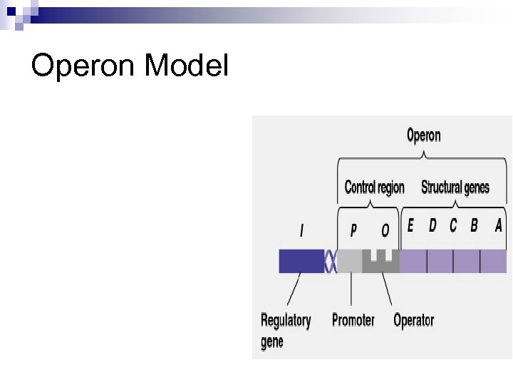 Operon Model 