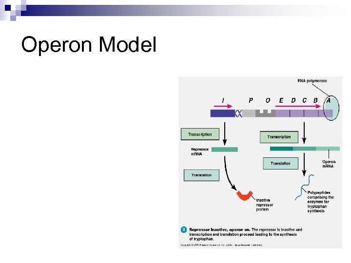 Operon Model 