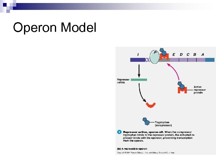 Operon Model 