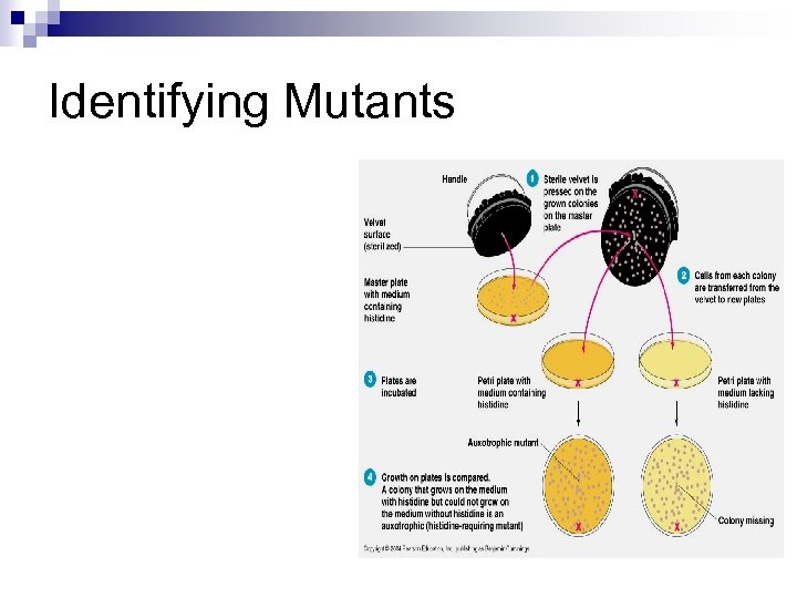 Identifying Mutants 