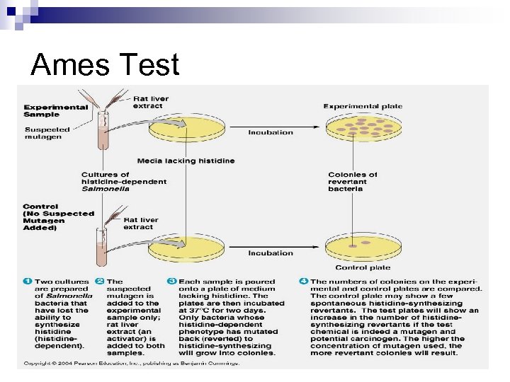 Ames Test 