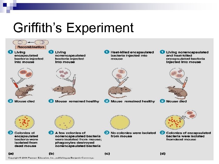 Griffith’s Experiment 