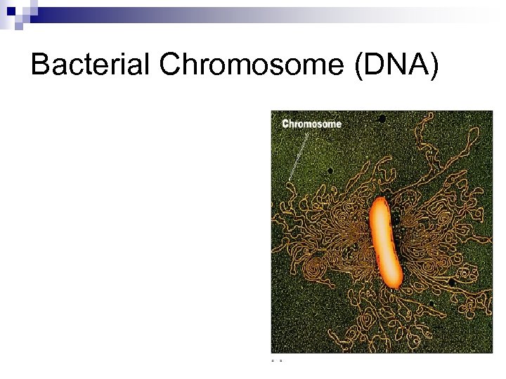 Bacterial Chromosome (DNA) 