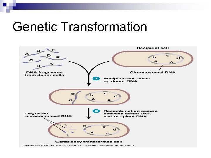 Genetic Transformation 