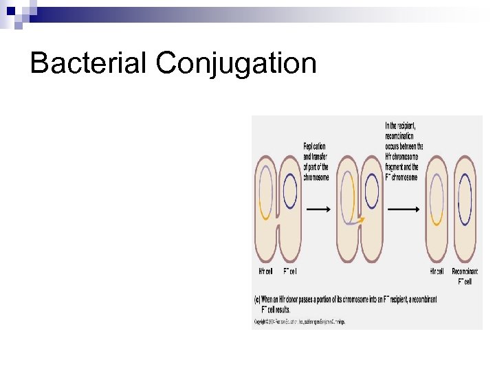 Bacterial Conjugation 